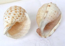 Two Shells Spotted Tun & Noble Volute (Cymbiola nobilis)