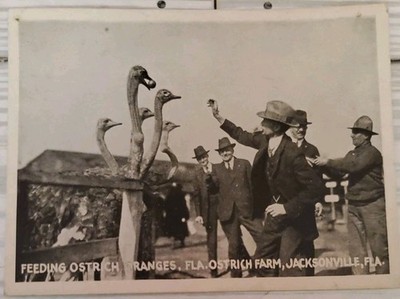 VTG Florida Photo Card Ostrich Farm Men Feeding Oranges Jacksonville 3.5''x2.75''