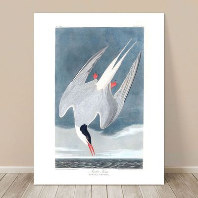 FAMOUS SEA BIRD ART ~ CANVAS PRINT  24x18'' ~ JOHN AUDUBON ~ Arctic Tern