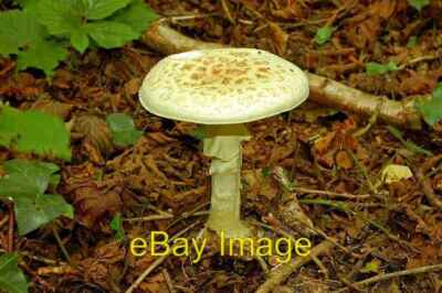 Photo 6x4 Fungus Killynether Wood (4) Newtownards See [[940011]].  Close c2008