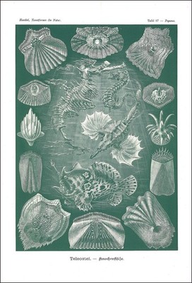 1904 Original antique Lithograph TELEOSTEI Sea Horse Fish by Haeckel (EH87)