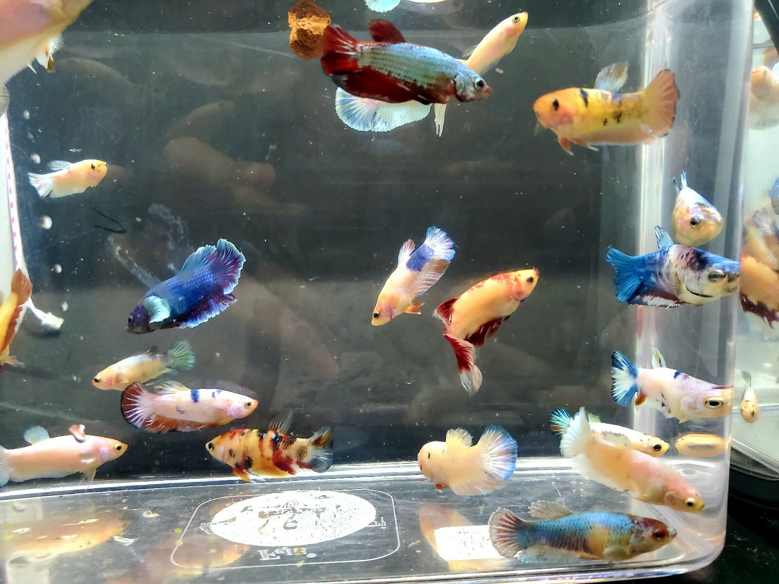 betta koi female