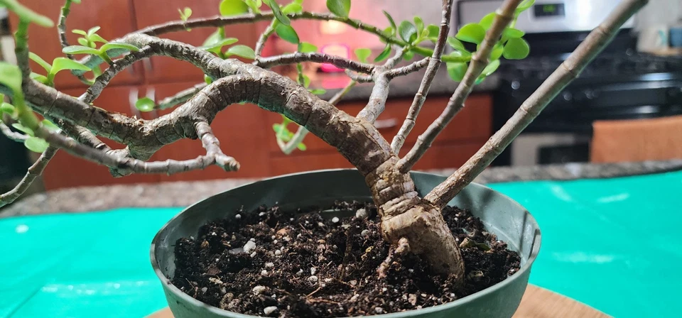 Tree Dwarf Jade  Bonsai Live Portulacaria Afra Live Plant  - Image 3 of 4