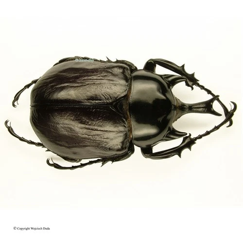 Megasoma janus argentinum – M, Very rare! 77mm, beautiful!