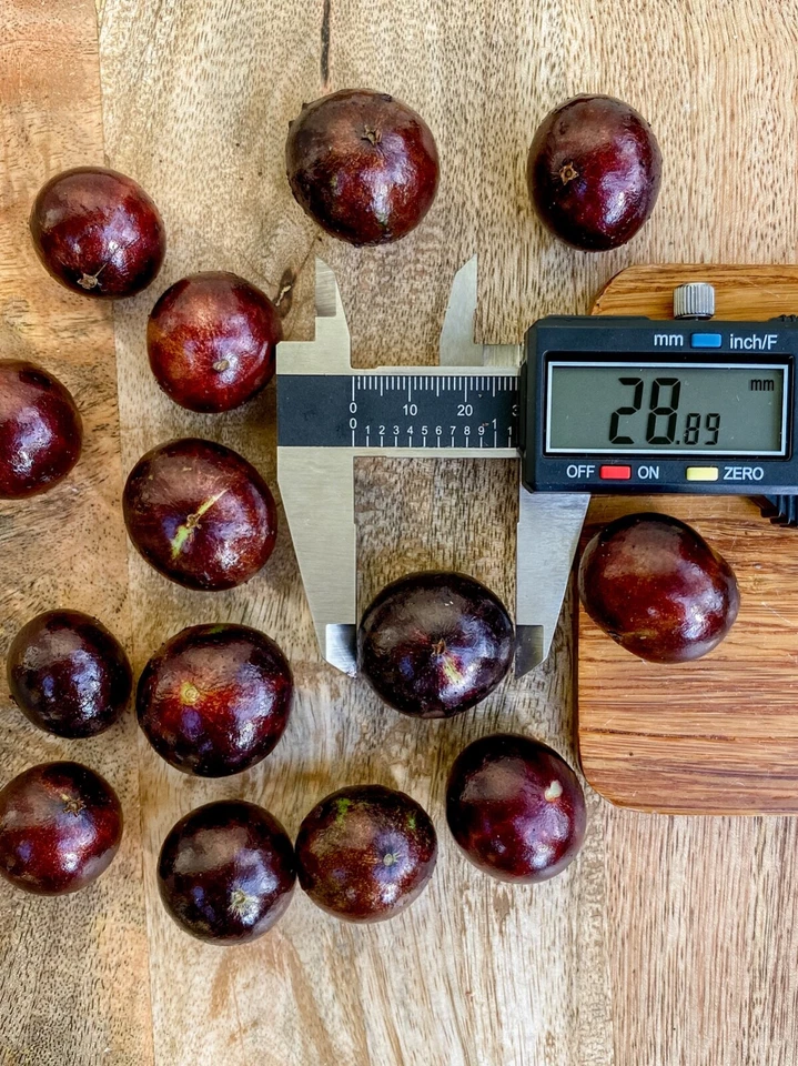 Red Hybrid Jaboticaba Myrciaria Plinia cauliflora x aureana Fruit Tree Plant - Image 3 of 4