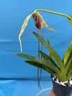 Phragmipedium humboldtii Fortuna Dramatic Orchid Species Bloom Size 4” Pot