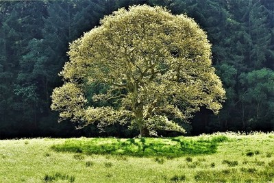 Foto 6x4 The Golden Tree Abbeycwmhir In starker Morgensonne und wieder c2017