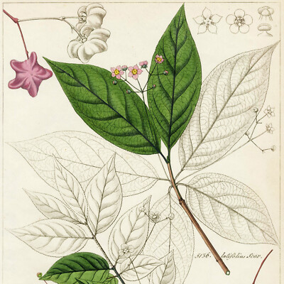 1834 REICHENBACH FLORA Hand-Colored Engraving, Pl. CCCX, EUONYMUS (Spindle Tree)