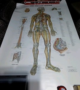 Vtg 1983 Peter Bachin Anatomical Chart The Nervous System Poster Large 42"x62"