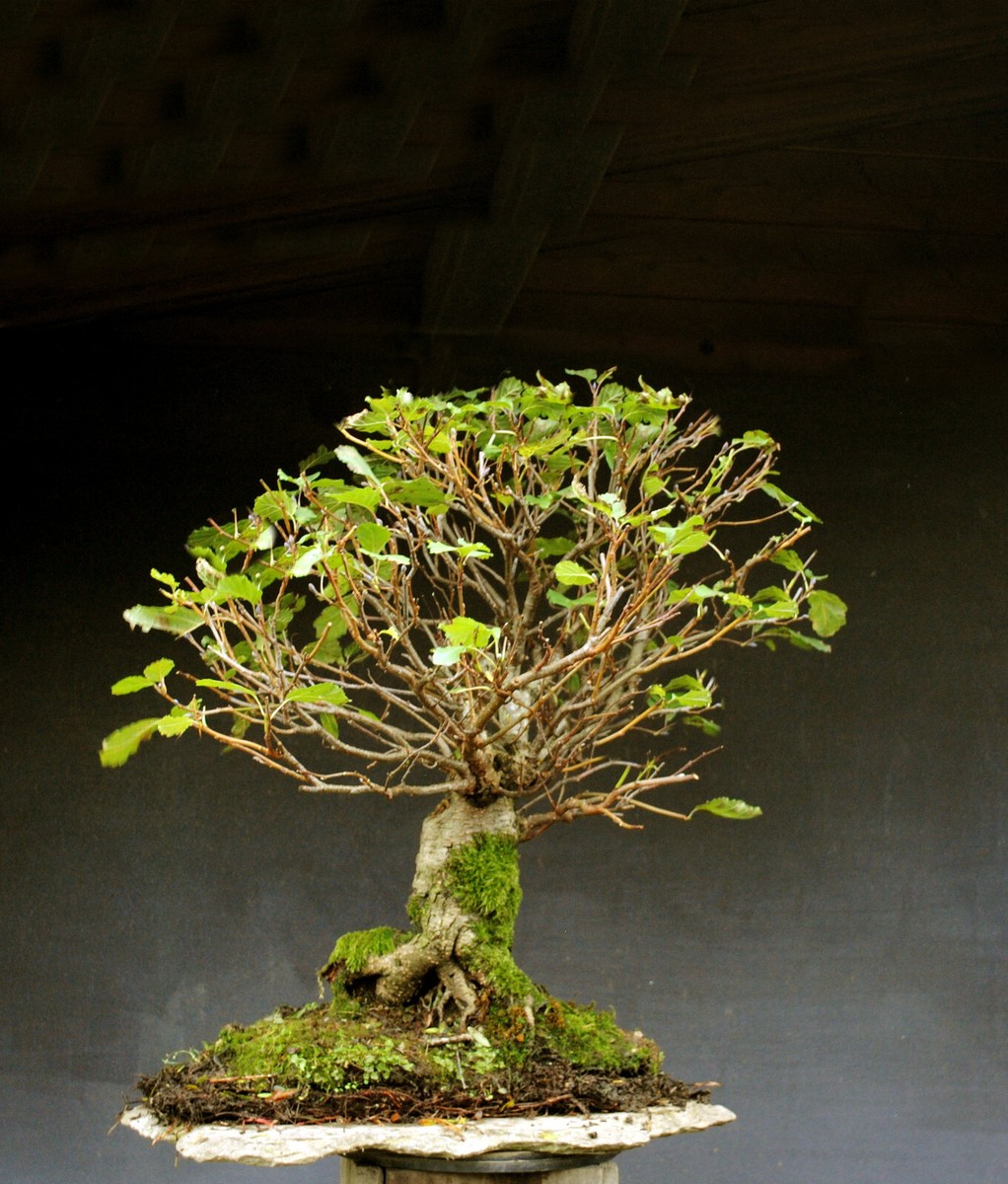 the little book of bonsai Bonsaify main image 0
