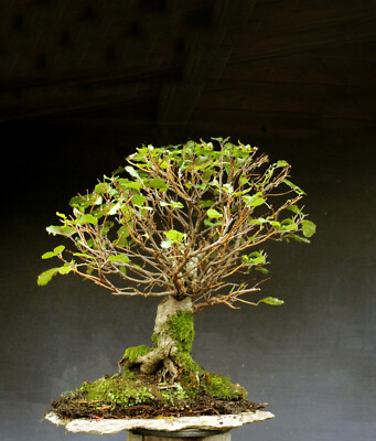 bonsai alghero Indoor Bonsai - How to Grow Ficus bonsai