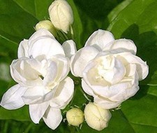 Jasmine Plant 25 Seeds Indoor/Outdoor Herbal Plant With Tiny White Flowers