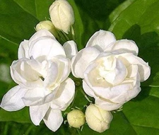 Jasmine Plant 25 Seeds Indoor/Outdoor Herbal Plant With Tiny White Flowers