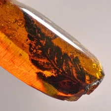 Burmese Amber Fossil: 99 Million Year Old Plant Inclusion