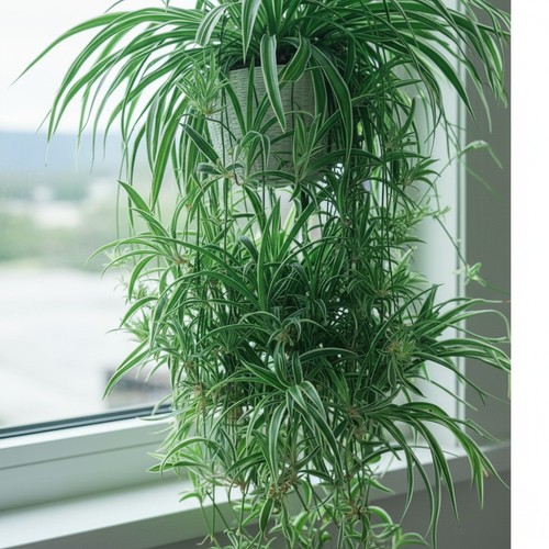 3 Spider Plants Cut Rooted Live Plants – Indoor Air Purifying Houseplants