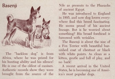 Basenji - CUSTOM MATTED - Vintage Antique Dog Art Print - 1954 M. Dennis