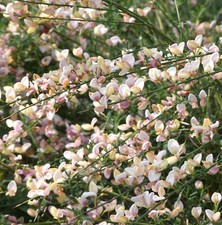Ginster Cytisus scoparius 'Mrs. Norman Henry' Besenginster  40 - 60 cm