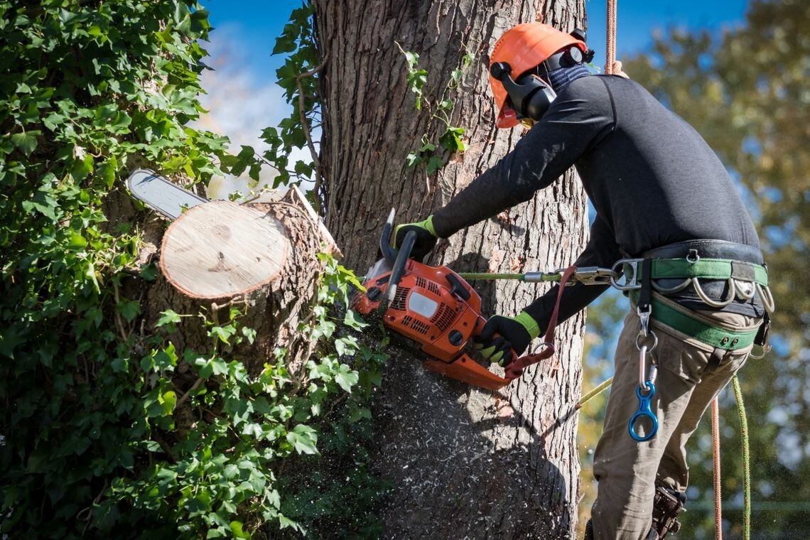 Tree Removal Tree Trimming Service Stump Grinding Business Plan