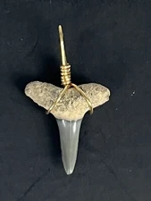SHARK TOOTH PENDANT… 7/8 fossilized LEMON SHARK Tooth from Venice Florida 