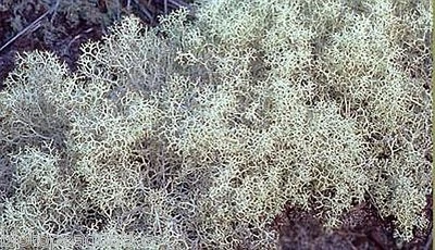 BIOTOPE AQUATICS LTD Dried Reindeer Moss - MISTY WHITE SNOW perfect for air plants crafts tillandsia