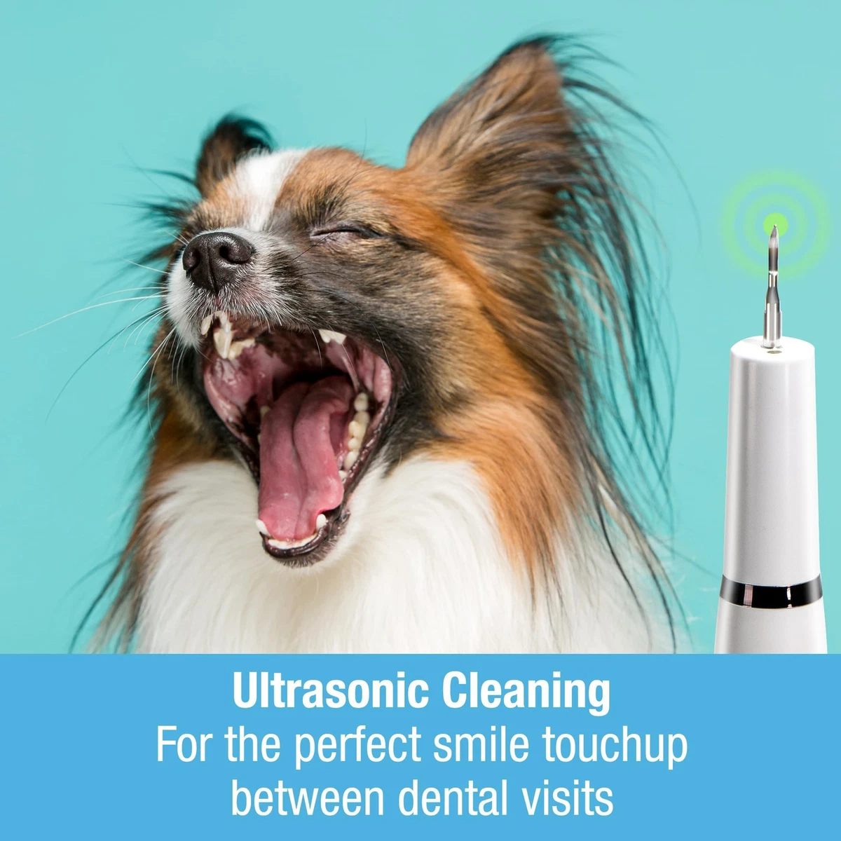 Dog Teeth Cleaning Tools
