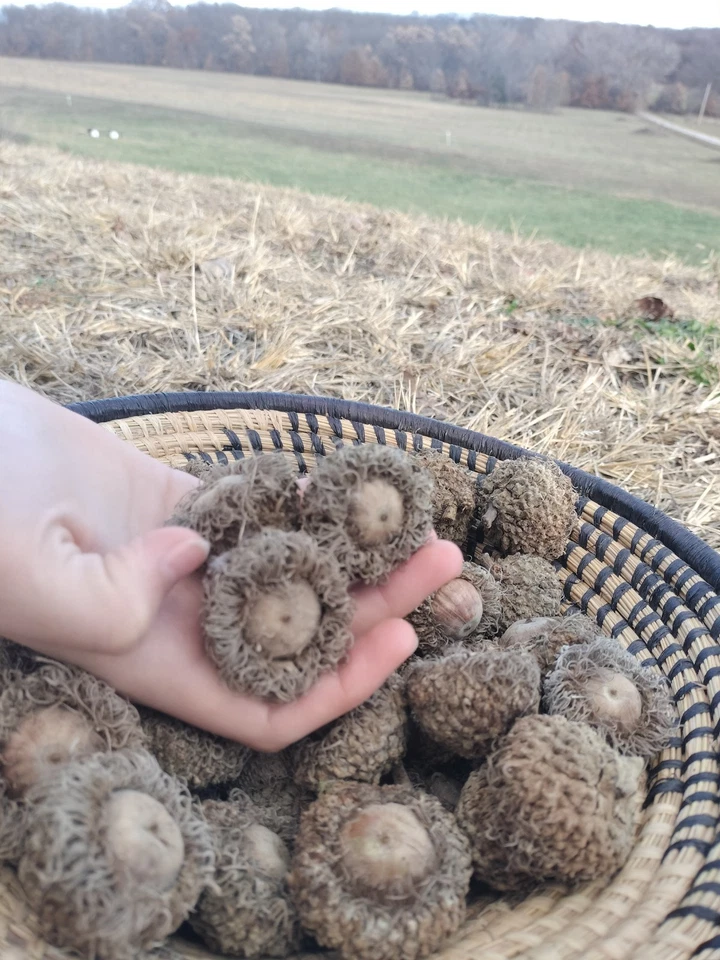 20 Burr Oak Tree Acorns Large Burr Oak Seeds For Planting/Crafts/Wildlife - Image 3 of 4