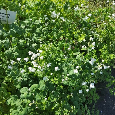 Thalictrum delavayi 'Splendide White'  -R- - Garten-Wiesenraute 'Splendide 