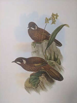 1969 VOGELDRUCK - SCHWARZGESICHTIGE LACHDROSSEL - JOHN GOULD