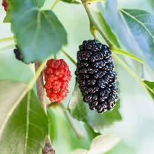 Everbearing Mulberry Tree - 3 Live Tissue Culture Starter Plants