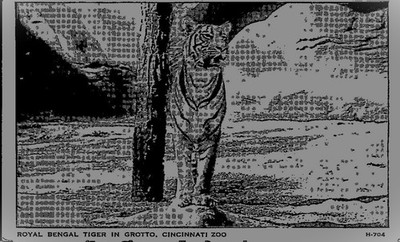 Royal Bengal Tiger in Groto Cincinnati Zoo Ohio OH Postcard