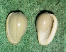 Special Collection Sale BL RFM 79910 Marginella glauca Jousseaume 1875 21.9mm F+