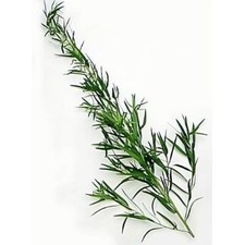 Tarragon Russian Great Garden Herb By Seed Kingdom 1 OZ Seeds