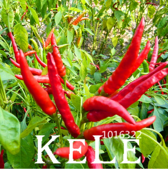 Vegetables Pepper Organic Seeds Plants Cayenne Blend As