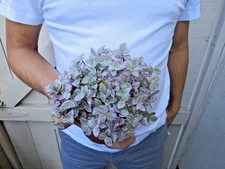 Pink Panther Callisia Repens Pink Lady Succulent