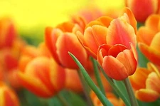 Daydream Tulip Bulbs Vibrant Orange BIGPACK 50 Bulbs Ships from Iowa USA