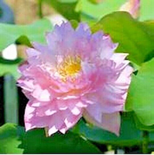 5 POLYPHYLL PINK LOTUS SEEDS  - Nelumbo Nucifera - Picture 1 of 5