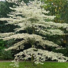 Cornus controversa Variegata in 2L pot 30cm + tall with branching