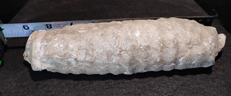 Rare Giant Well Preserved Actinoceras Cephalopod 9" - Image 2 of 4