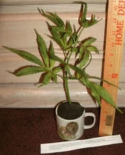 Small ARTIFICIAL marijuana single stem cannabis pot weed educational tools