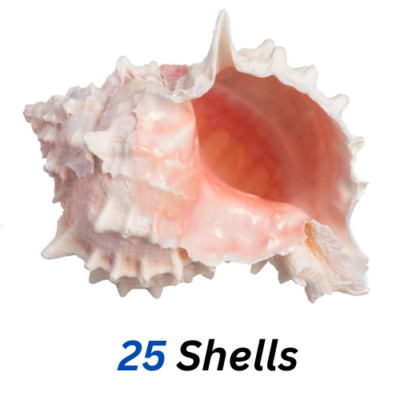25 Large Natural Conch Seashells Pink Murex Rare Real Aquarium Home Deco 4-5'' In
