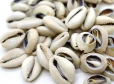 MANO DE CARACOLES 1 Libra ABIERTOS BLANCOS, ORISHA SANTERÍA  RELIGIÓN YORUBA