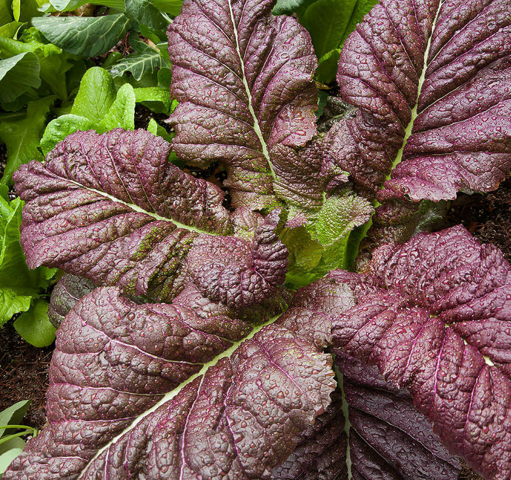Japanese Giant Red Mustard Greens Seeds | Brassica Mizuna