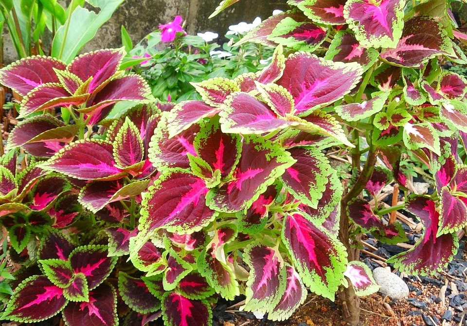 Rainbow Mix Coleus Seeds - For 2025 Planting Mixed Colors Shade House Plant - Image 2 of 4