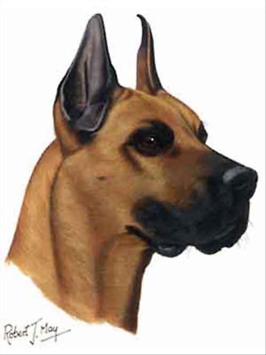 Great Dane Fawn Cropped Ears Dog Robert May Art Greeting Card Set