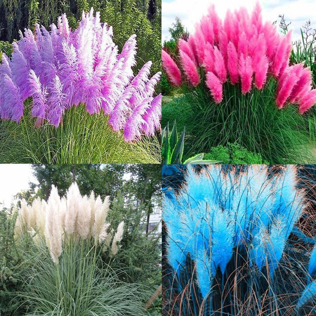 1200 Seeds Pampas Turquoise Ornamental Grass Seeds Cortaderia Selloana Seeds Bag For Sale Online Ebay