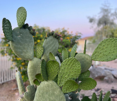 LIVE Prickly Pear Paddle Opuntia Ellisiana Nopales Pad Cutting