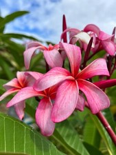FRANGIPANE o Plumeria PIANTA radicata Cm 40  fioritura copiosa fiore grande