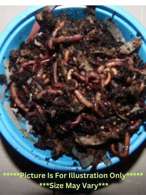 Compost Worms (Red Wiggler) Fresh and Ready To Ship!