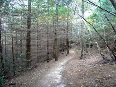 Photo 6x4 Path in Park Wood Dilston Part of a large block of woodland whi c2009