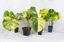 Monstera Aurea Cutting and Rooted Plants